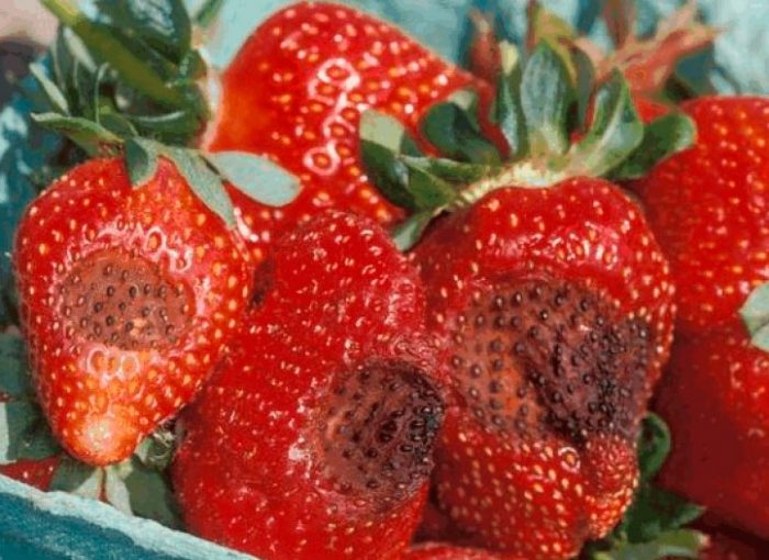 Strawberry anthracnose (strawberi liar)