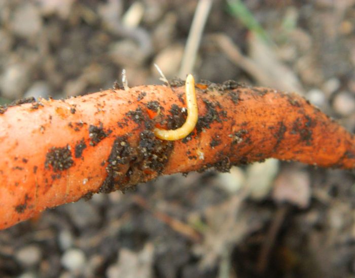 Trådorm i gulerødder