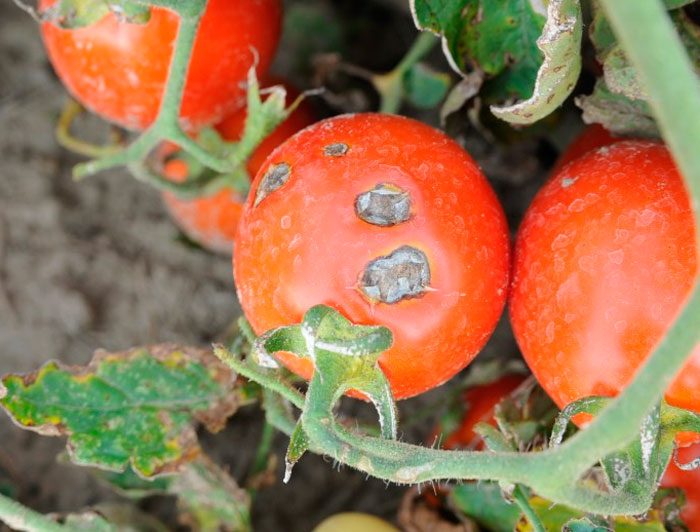 Antracnosis de tomate