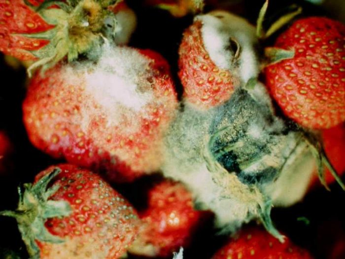 Weißfäule auf Erdbeeren