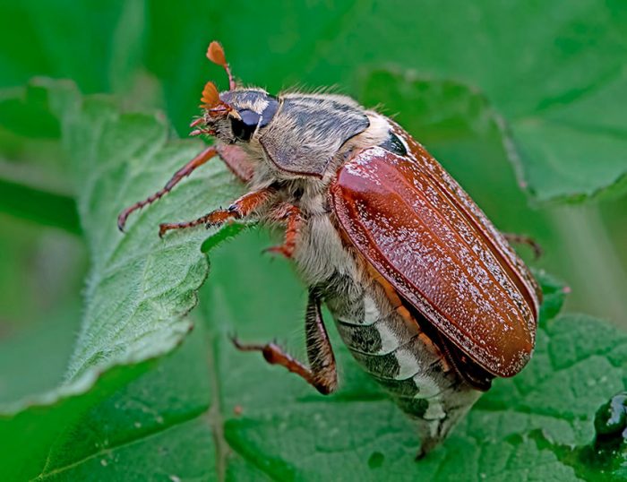 Combattre le scarabée (scarabée)