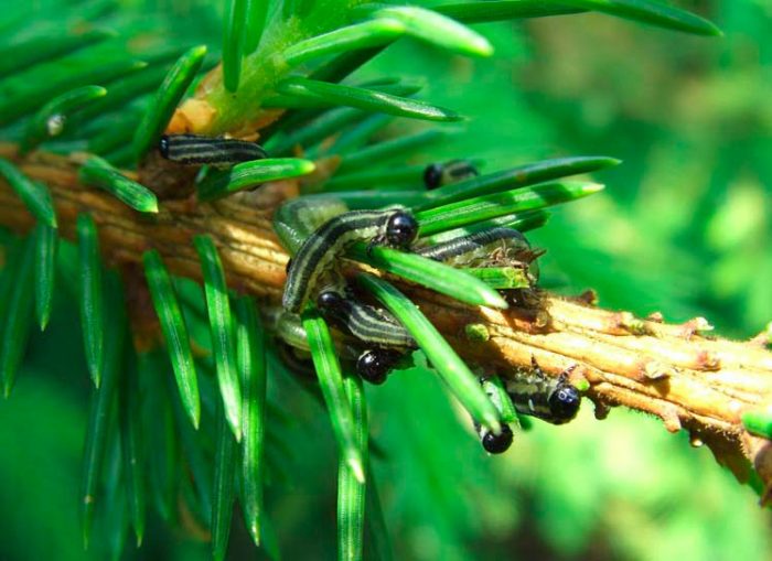 Spruce sawfly