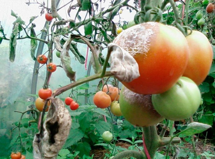 Hvit råte på tomater