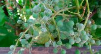 Oidium op druiven