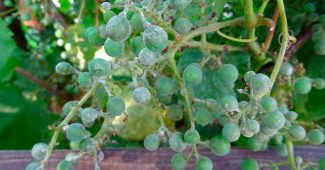Oidium sur les raisins