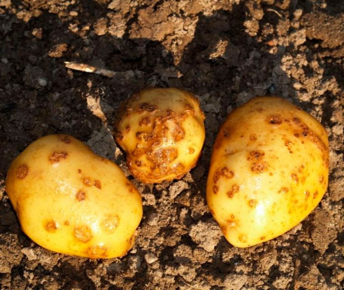 Sarna en las patatas