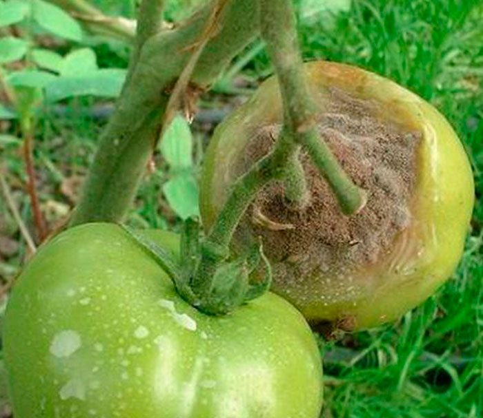 Pourriture grise des tomates