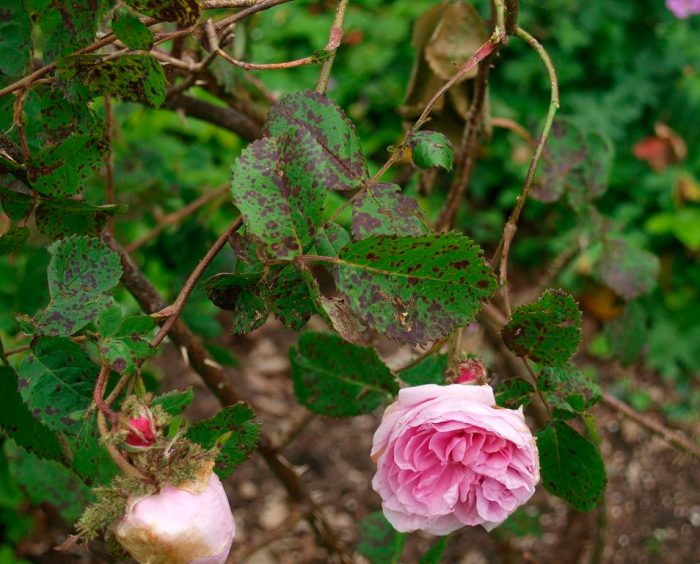 Pelėsinis miltligė ant rožių