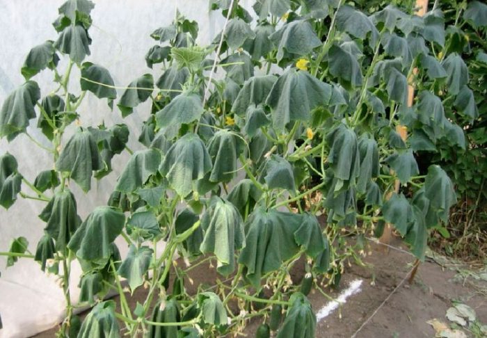 Fusarium pipino