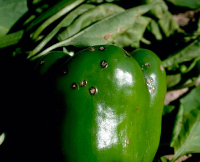 Μαύρο πιπέρι