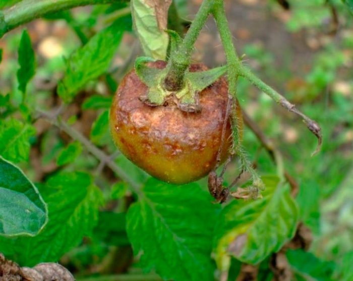 Phytophthora sur tomates