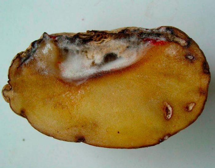 Fusarium kartupelis