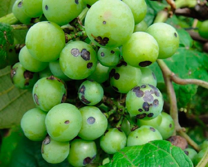 Mancha preta nas uvas