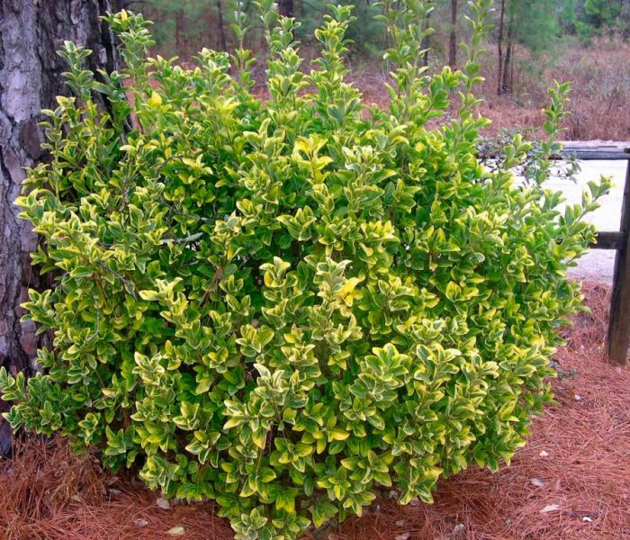 Sifat Euonymus
