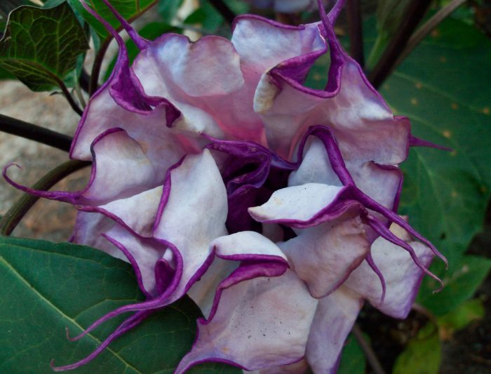 Datura indisk
