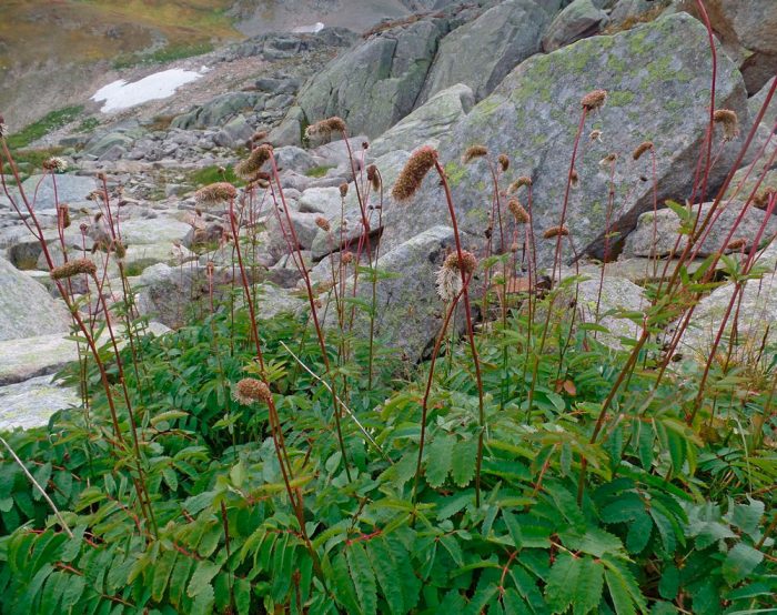 Broqueta alpina