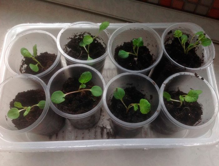 Growing from seed to seedlings