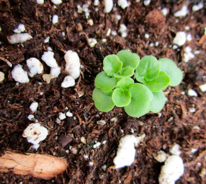 Creciendo a partir de semillas
