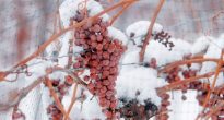 Refugio de uvas para el invierno