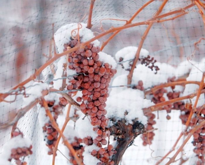 Schuil druiven voor de winter