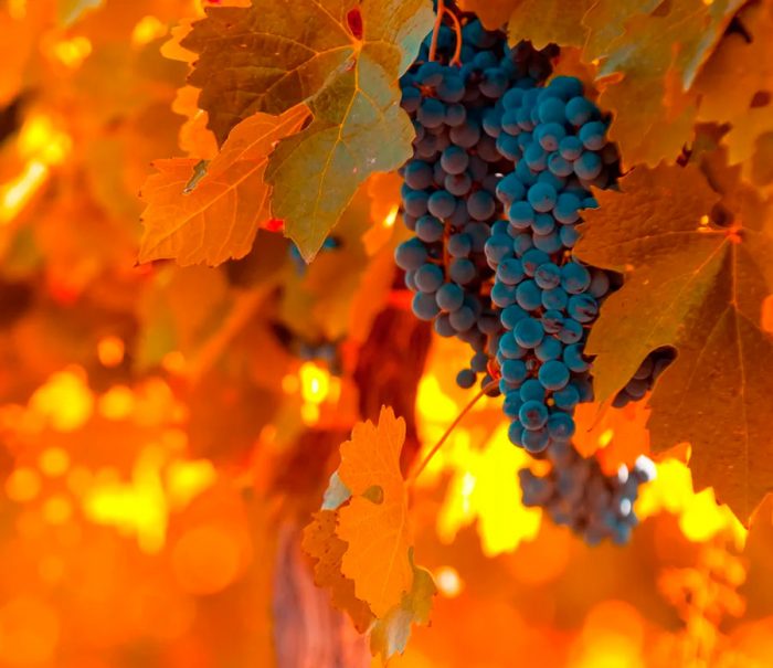 Vīnogas rudenī