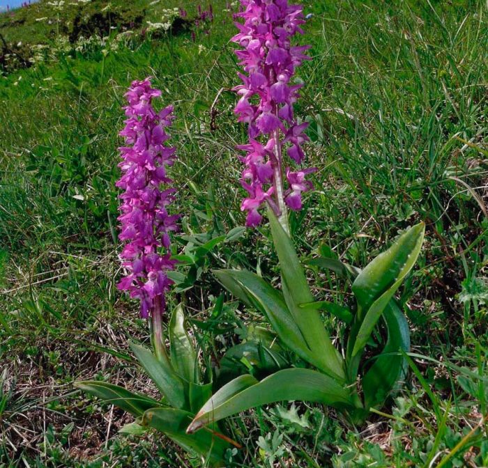 Orchis muž