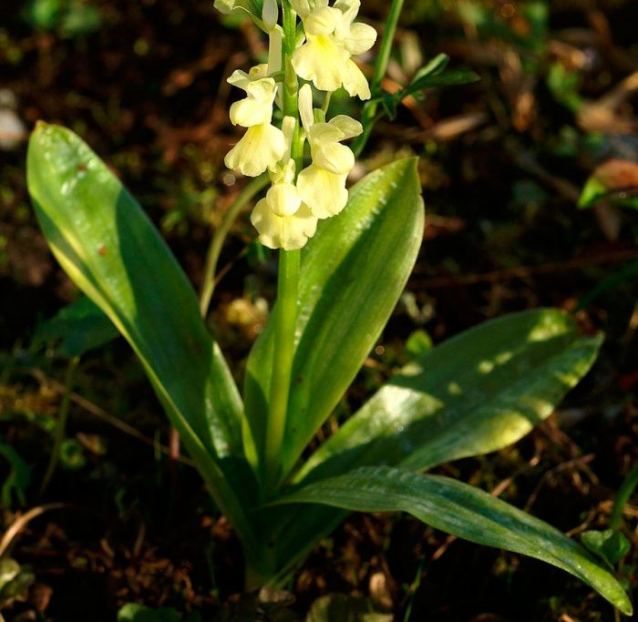Orchis pucat
