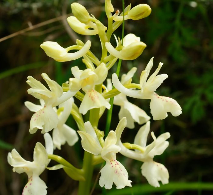 Orquídeas provençais