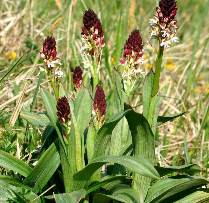 Orchis frits