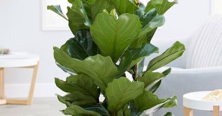 Ficus lira