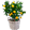 Fuchsia pflanze - Die TOP Auswahl unter der Vielzahl an analysierten Fuchsia pflanze!