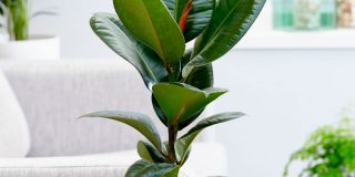 Ficus gummiaktig (elastica)